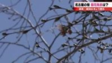 岐阜・高知でサクラ開花発表も名古屋は「あと一歩」 1輪のみの開きかけで開花発表は見送りへ