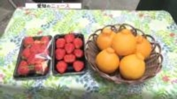 イチゴの仕入れ価格は1パック100円値下がり　寒波を抜けて出荷量増で安定　デコポンは1個10円安く