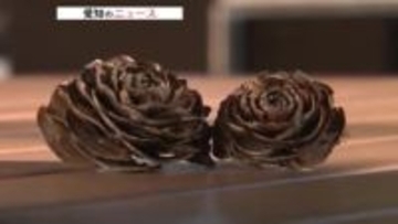 落ちていたら争奪戦　ラッキーな「松ぼっくり」の正体　バラに似ていたヒマラヤスギの松ぼっくくり