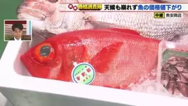 漁獲量が順調に推移　マダイとホタルイカの仕入れ値が50円値下がり　キンメダイは20円値下がり