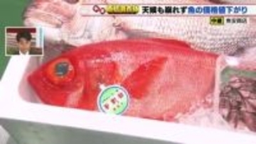 漁獲量が順調に推移　マダイとホタルイカの仕入れ値が50円値下がり　キンメダイは20円値下がり