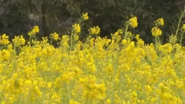 春を先取り 黄色いじゅうたん　菜の花見頃　山口・長門