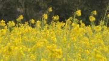 春を先取り 黄色いじゅうたん　菜の花見頃　山口・長門