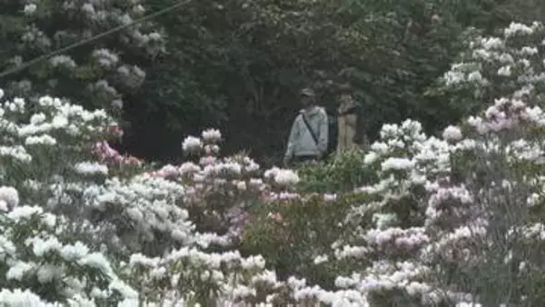 40年以上手入れを続け今では2万5000人が訪れる観光スポットに　シャクナゲ見頃　山口・長門