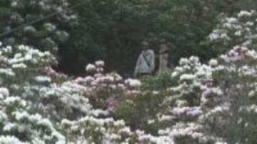 40年以上手入れを続け今では2万5000人が訪れる観光スポットに　シャクナゲ見頃　山口・長門