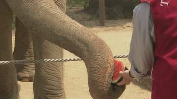 暑い…動物園で冷たいスイカをプレゼント！「大好物」のあの動物はすぐにペロリ！