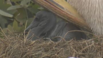 かつての”ときわ公園の人気者”カッタくんのひ孫誕生　モモイロペリカン計9羽に　山口・宇部