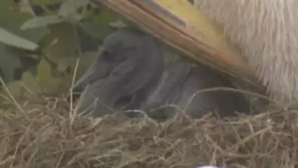 かつての”ときわ公園の人気者”カッタくんのひ孫誕生　モモイロペリカン計9羽に　山口・宇部