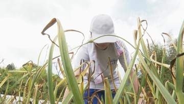 「農業に興味がわいた！」中学生が農事組合法人で職業体験　高齢化・人材不足が課題
