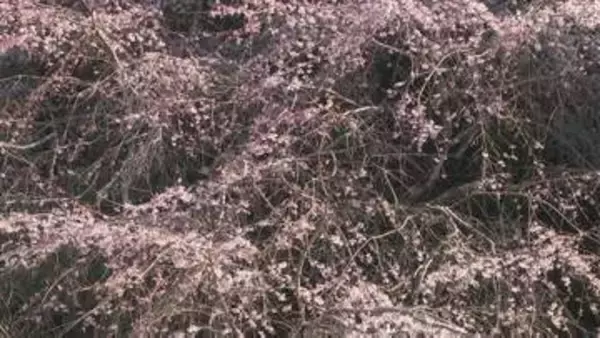 樹齢350年超　南明寺のイトザクラ見頃　早咲きで親しまれる　山口・萩