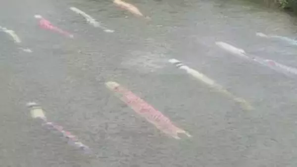 佐波川のこいながし　川の流れを悠々と　こいのぼり120匹　山口・防府