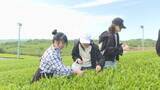 「新緑の季節「お茶まつり」　茶摘み楽しむ　山口・宇部」の画像1