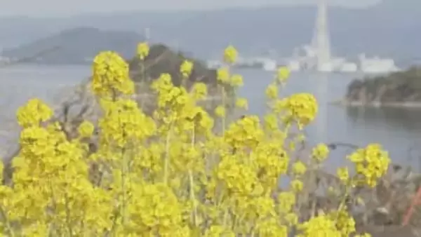 ２０００株が満開　笠戸島の菜の花が見頃　山口県下松市