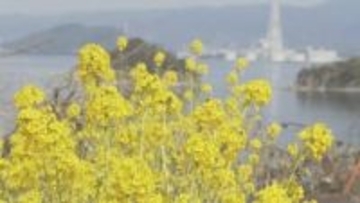 ２０００株が満開　笠戸島の菜の花が見頃　山口県下松市