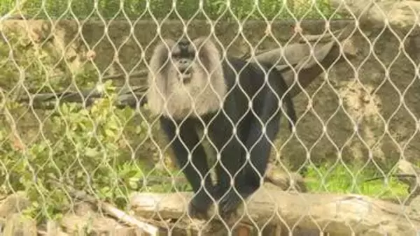 絶滅危機にひんしているサルを守っていこう　「国際マカクウィーク」イベントにぎわう　山口・宇部