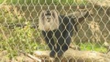 絶滅危機にひんしているサルを守っていこう　「国際マカクウィーク」イベント賑わう　山口・宇部