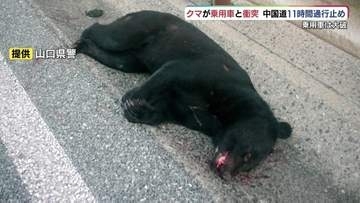 運転中の“熊目撃”情報も多い中…動物が飛び出してきたら？「まずは急ブレーキ！急ハンドルはリスク大」車と野生動物の衝突“ロードキル”防ぐには？専門家に話を聞きました