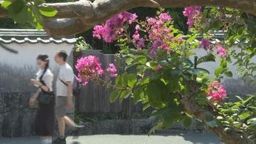 樹齢100年超　城下町を彩る夏の花“サルスベリ”　漢字では“百日紅”　山口・萩