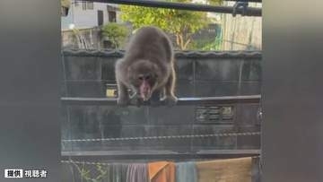 女性（50代）がサルに服を触られる　住宅の庭に出没も　山口・周南