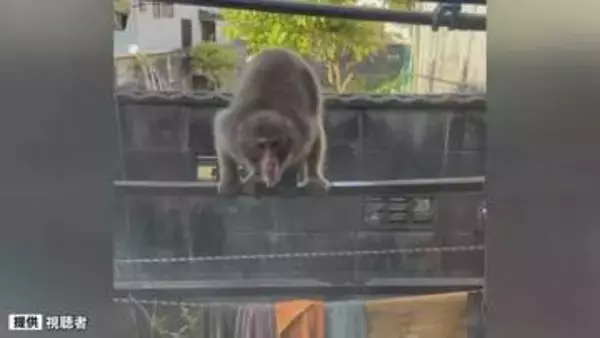 女性（50代）がサルに服を触られる　住宅の庭に出没も　山口・周南