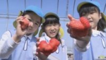 卒園のお祝いにイチゴ狩り　農家が”恋みのり”を贈る　香り高さが特徴　山口・宇部