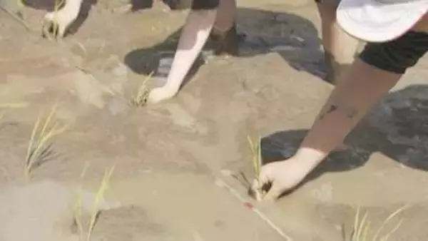 米作りの大変さを実感してほしい　児童が田植え　育ったらみんなでもちつき　山口・下松
