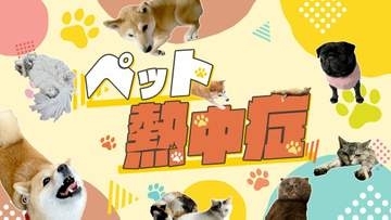 これから暑く…ワンちゃん・ネコちゃんも熱中症に注意！「熱中症疑いで受診→死亡率は50％？」愛する家族を守るために…専門家に症状や対策などを聞きました！