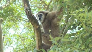 ときわ動物園のシロテテナガザル展示再開　山口・宇部