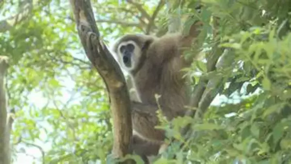 ときわ動物園のシロテテナガザル展示再開　山口・宇部