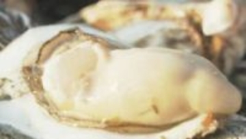 「本当悲しくなりますね」カキ大量死は広島のお隣・山口でも...秋穂地区カキの６割・8万個が死んでいることが判明