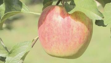 「毎年開園を待っている」ファンも絶賛！もぎたてリンゴ食べ放題がスタート　山口