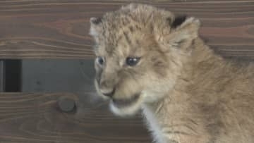 ｢とことこ歩いてた｣　15年ぶり一度に4頭　ライオンの赤ちゃん誕生　一般公開始まる　山口・美祢