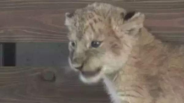 ｢とことこ歩いてた｣　15年ぶり一度に4頭　ライオンの赤ちゃん誕生　一般公開始まる　山口・美祢