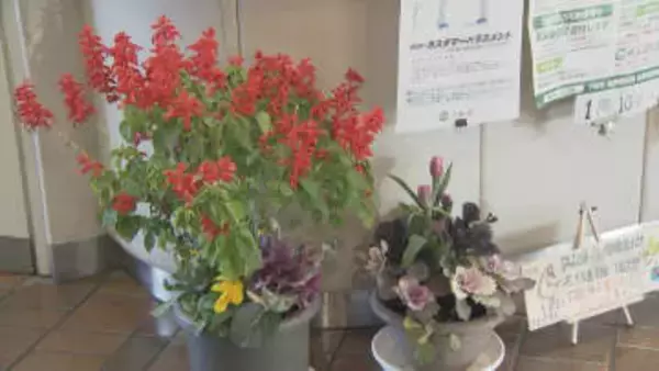 「暖ったかい色をそろえてみました」葉ボタンが市役所のロビーを彩る　山口・下松