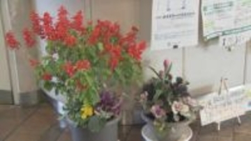 「暖ったかい色をそろえてみました」葉ボタンが市役所のロビーを彩る　山口・下松