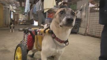 交通事故で背骨折る大けが…保護犬の“アキちゃん”　特注の車いすで元気に駆け回る「散歩が大好き」命の危機に直面も保護団体のサポートで回復