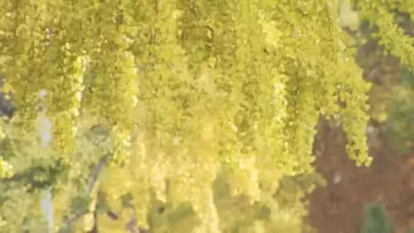 イチョウ並木が黄色に色づく　山口・周南