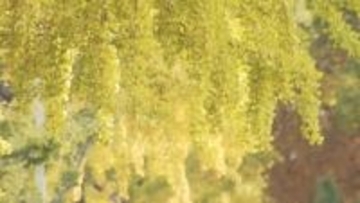 イチョウ並木が黄色に色づく　山口・周南