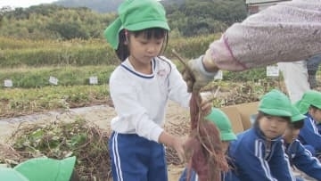 「ごはんの上にのせて食べたい」園児がサツマイモを収穫
