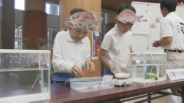 わずか36日間の小学校生活→卒業して海へ！特産のマダイ・クルマエビが旅立ち「私たちのこと忘れないで」