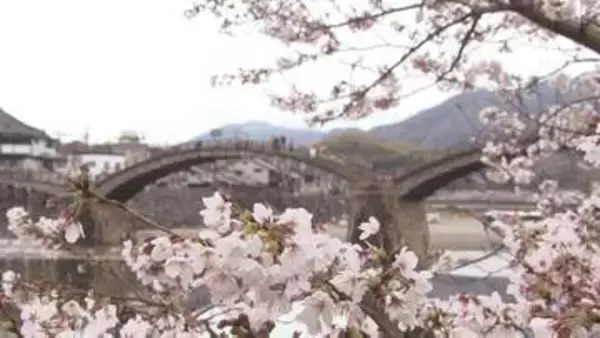 「岩国城下町が桜色に染まる　国の名勝・錦帯橋と満開のサクラ　山口・岩国」の画像