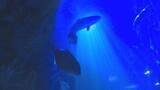 「夜の水族館　ふだん見られない生き物の夜の生態を観察　山口・下関」の画像1
