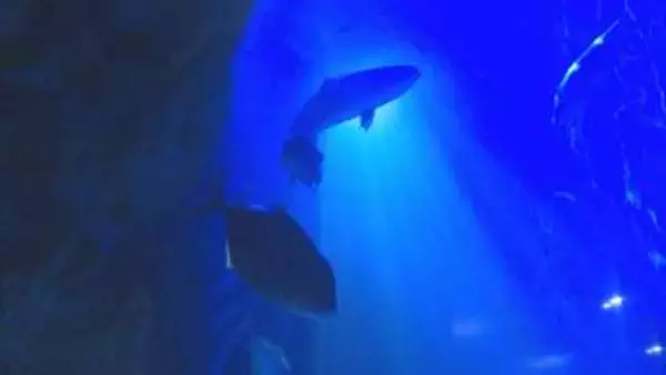 夜の水族館　ふだん見られない生き物の夜の生態を観察　山口・下関