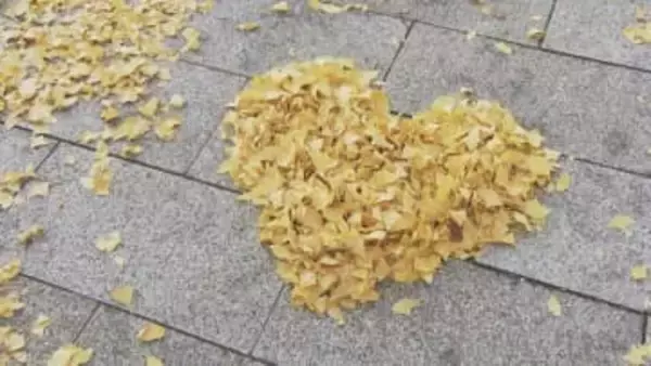 約1.2キロのイチョウ並木、黄色に色づく 12月中旬まで見頃　山口・周南