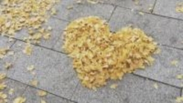 約1.2キロのイチョウ並木、黄色に色づく 12月中旬まで見頃　山口・周南