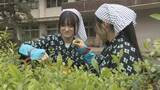 「旧広瀬分校で伝統の茶摘み　坂上分校が引き継ぐ　山口・岩国」の画像1