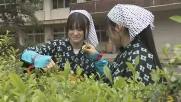 旧広瀬分校で伝統の茶摘み　坂上分校が引き継ぐ　山口・岩国