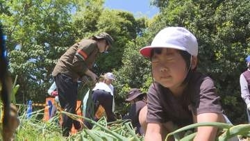 「はなちゃん手伝って！」　小中学生が特産タマネギ収穫　苗植え付けから手がける　山口・萩