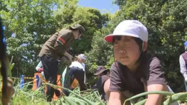 「はなちゃん手伝って！」　小中学生が特産タマネギ収穫　苗植え付けから手がける　山口・萩
