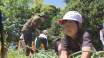 「はなちゃん手伝って！」　小中学生が特産タマネギ収穫　苗植え付けから手がける　山口・萩